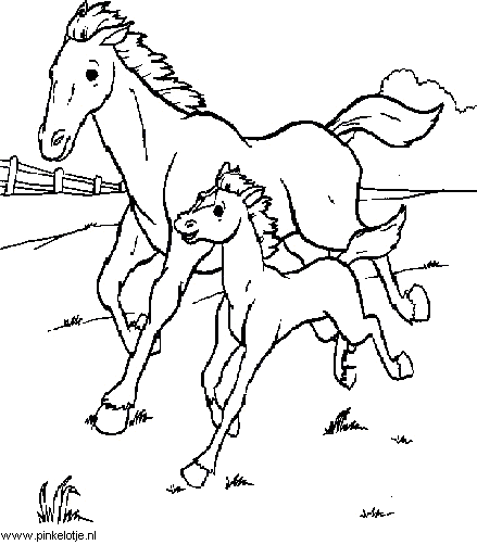 Een paard en een veulentje