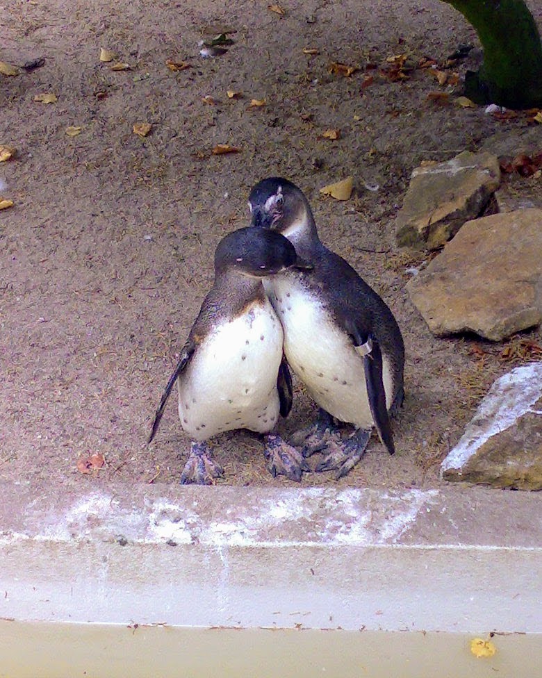 Pinguïns in Artis Amsterdam