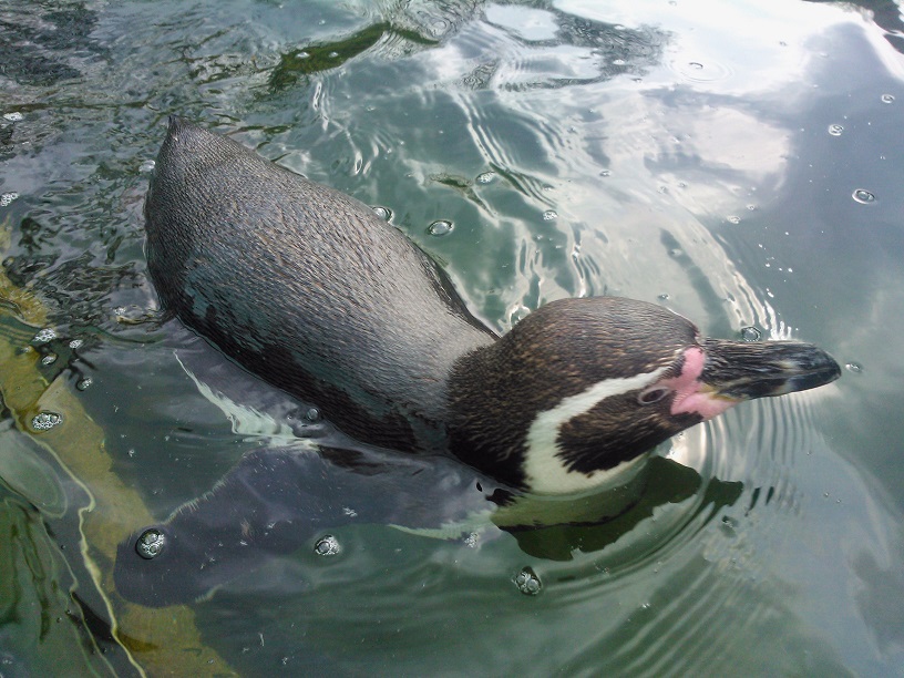 Pinguïns in Ouwehands Dierenpark